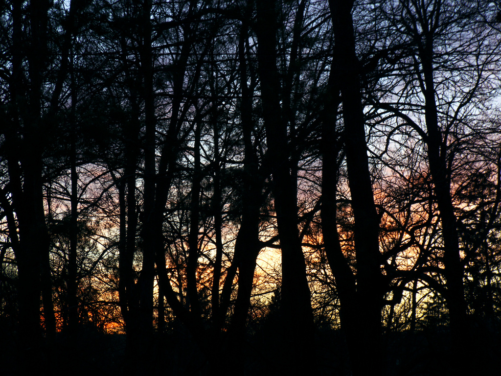 Sunset Seen Through the Park