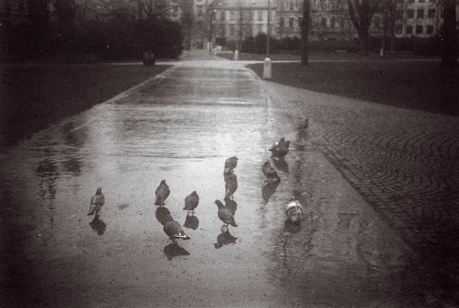 Agfa Billy Record 7.7 - Pigeons